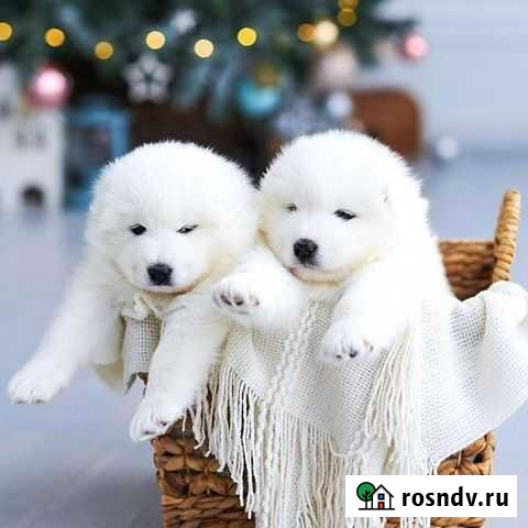 Фотосесии Барнаул - изображение 1