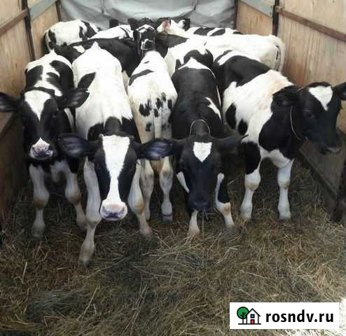 Бычки и телки Суровикино - изображение 1