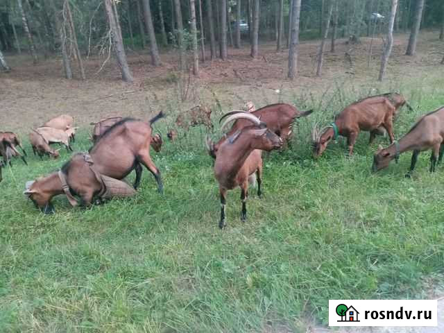 Молоко Электросталь - изображение 1