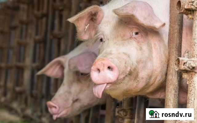 Два хряка Абинск - изображение 1