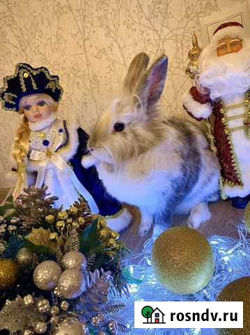 Декоративные кролики Прокопьевск - изображение 1