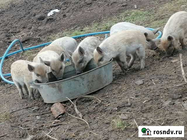 Поросята месячные, венгеры Верещагино - изображение 1