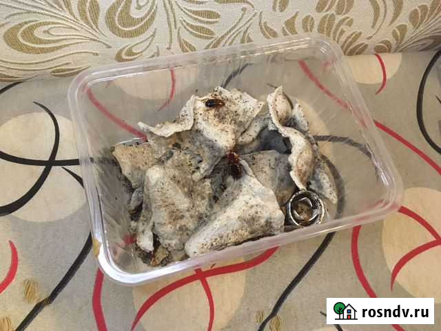 Туркменские тараканы Уфа - изображение 1