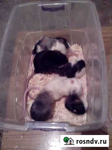 Крысы Новороссийск - изображение 1