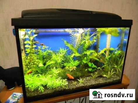 Аквариумы 10л,20л,35л. с рыбками и инвентарем Уфа - изображение 1