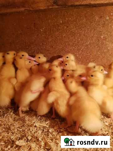Куры молодки, бройлеры, индюки, гусята, утята Волосово - изображение 1