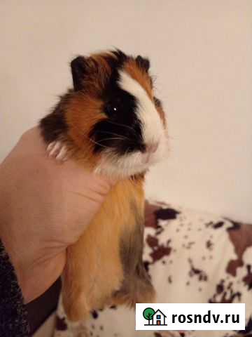 Морская свинка абиссинская Пермь - изображение 1