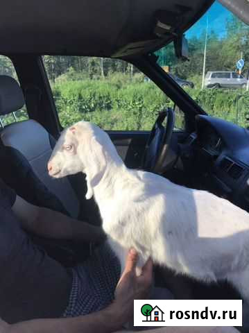 Перевозка животных Ульяновка - изображение 1