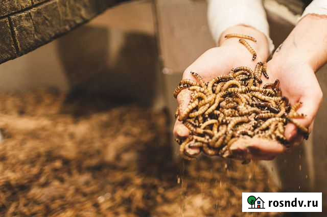 Живые зоофобусы Дивногорск - изображение 1