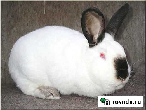 Кролики Белово - изображение 1