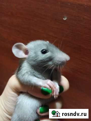 Декоративная крыса голубая норка Сочи - изображение 1