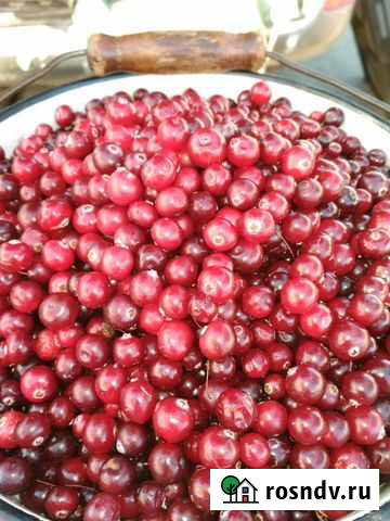 Брусника. Клюква, Облепиха, ягода Ангарск - изображение 1