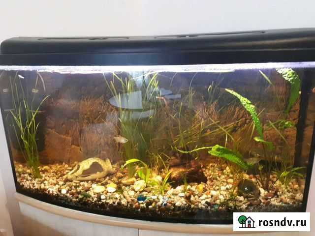 Аквариум Зеленоградск - изображение 1