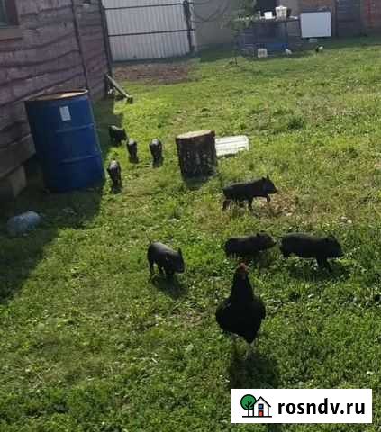 Вьетнамский вислобрюхий поросенок Кашира - изображение 1