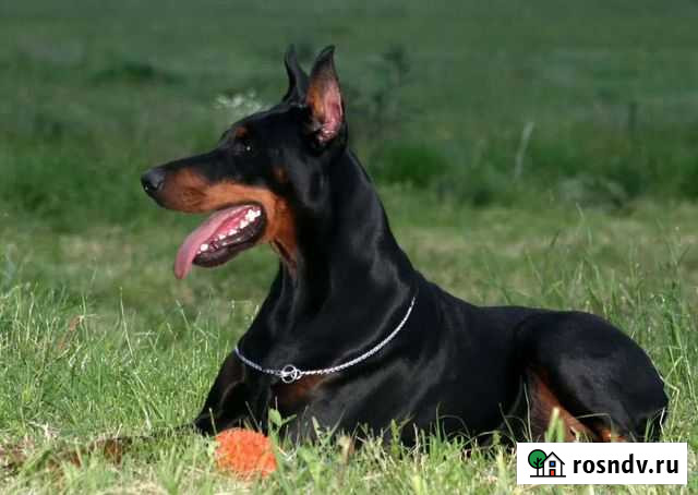 Выгул собак за деньги Серов - изображение 1