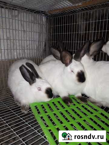 Кролики Иркутск - изображение 1