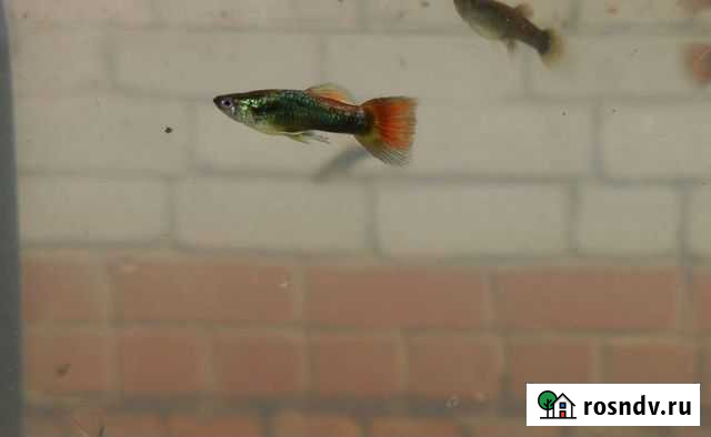 Рыба Калуга - изображение 1