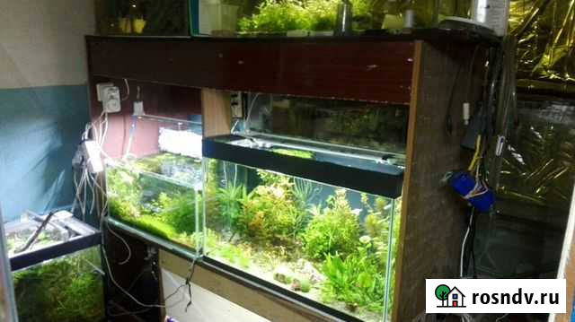 Рыбки.Собственная рыборазводня Канск - изображение 1