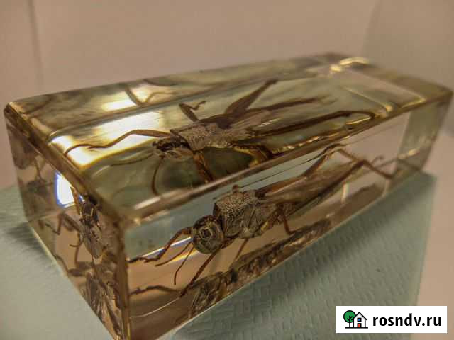 Коллекция насекомых Славянск-на-Кубани - изображение 1