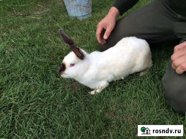 Кролик Абакан - изображение 1