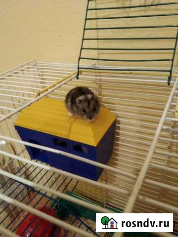 Джунгарский хомяк Курган - изображение 1