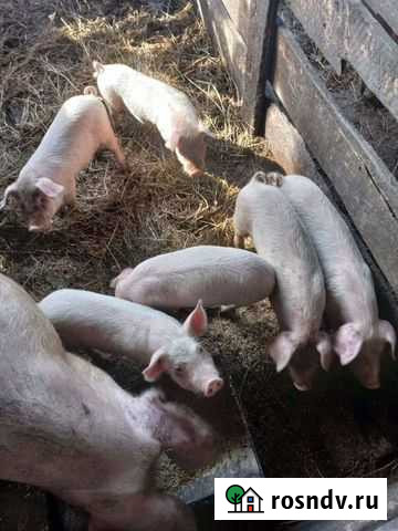 Поросята Промышленная - изображение 1