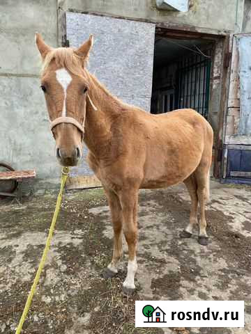 Лошади на продажу Воскресенск - изображение 1