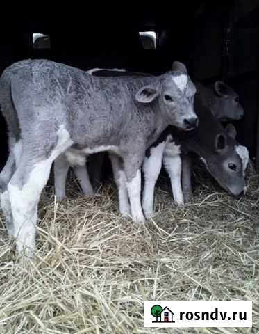 Быки телята Армавир - изображение 1