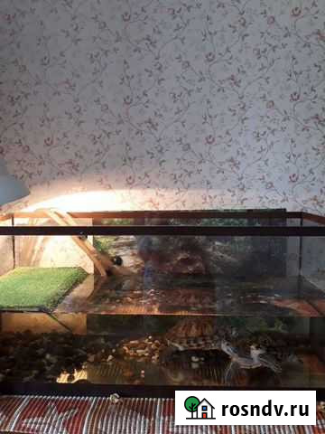 Черепахи красноухие с аквариумом Ярославль - изображение 1