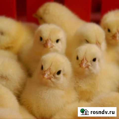 Запись на цыплят бройлера кобб500/росс308(импорт) Отрадный - изображение 1