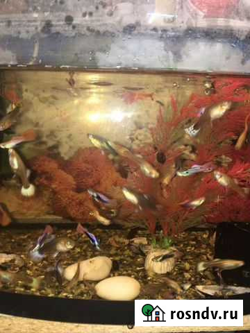 Аквариум с рыбками Маркова - изображение 1