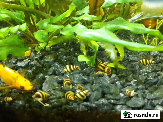 Хищные улитки хелена, гигрофила синема Калининград - изображение 1