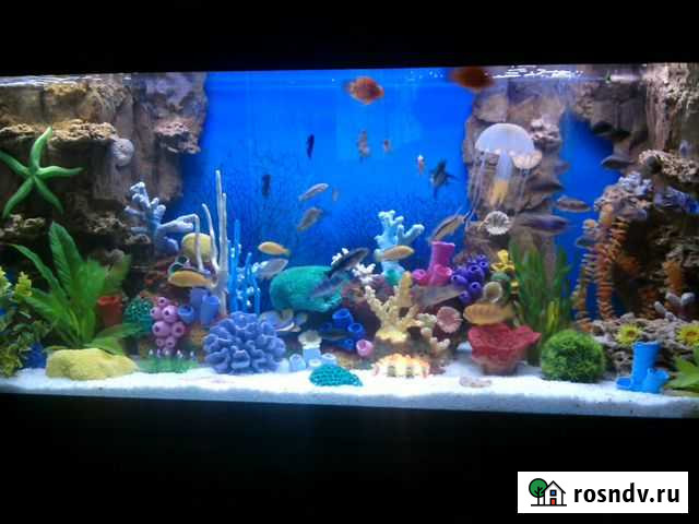 Аквариумы, фоны, комплекс услуг по обслуживанию Барнаул - изображение 1