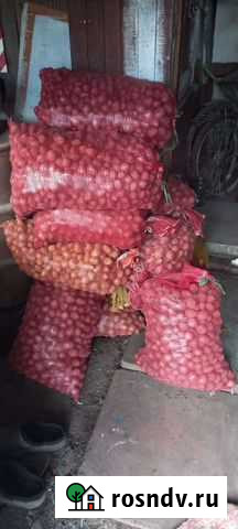 Картофель и кабачки Тамбовка - изображение 1