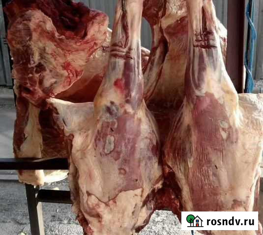 Продам мясо конина Улан-Удэ - изображение 1