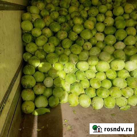 Капуста Веселый - изображение 1