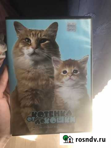 DVD Фильм о кошках Дзержинск - изображение 1