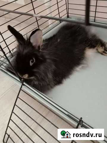 Декоративные карликовые кролики Улан-Удэ - изображение 1