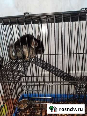 Шиншилла с клеткой Икряное - изображение 1