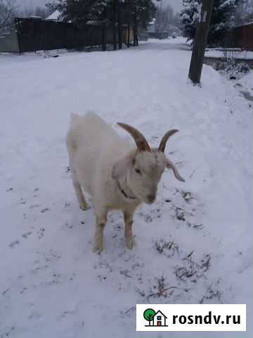 Козел Пролетарий - изображение 1