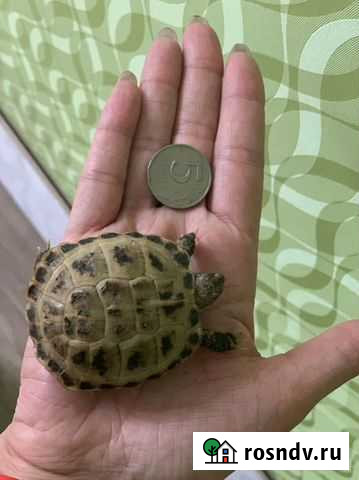 Черепаха сухопутная Луга - изображение 1