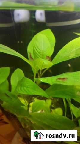 Лимонник Ясногорск - изображение 1