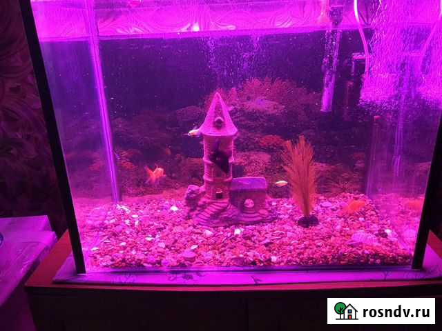 Аквариум Искитим - изображение 1