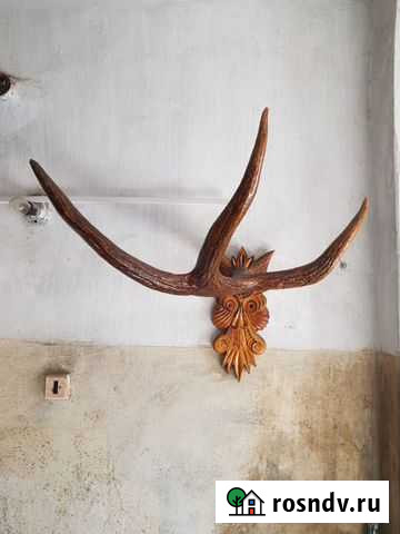 Рога лося Комсомольск-на-Амуре - изображение 1