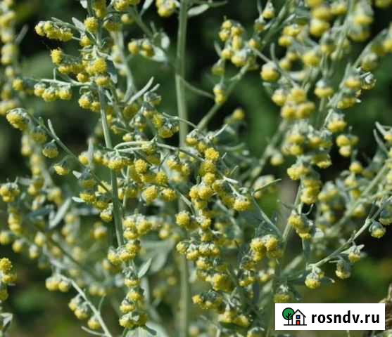 Полынь сушеная.2021 Ермаковское - изображение 1