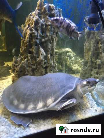 Свинорылая черепаха Звенигород - изображение 1