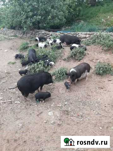 Вьетнамскую девочку на хряка обмен Санкт-Петербург - изображение 1