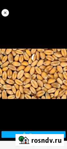 Зерно Новозыбков - изображение 1