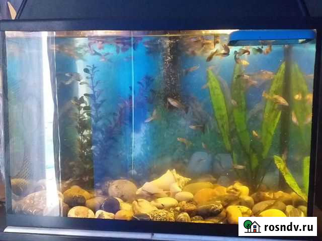 Аквариумные рыбки Линда - изображение 1