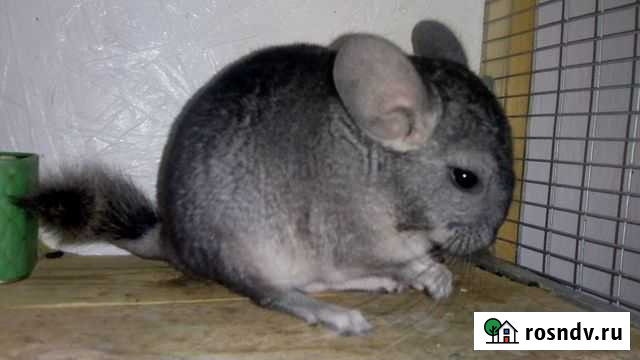 Шиншилла Хадыженск - изображение 1